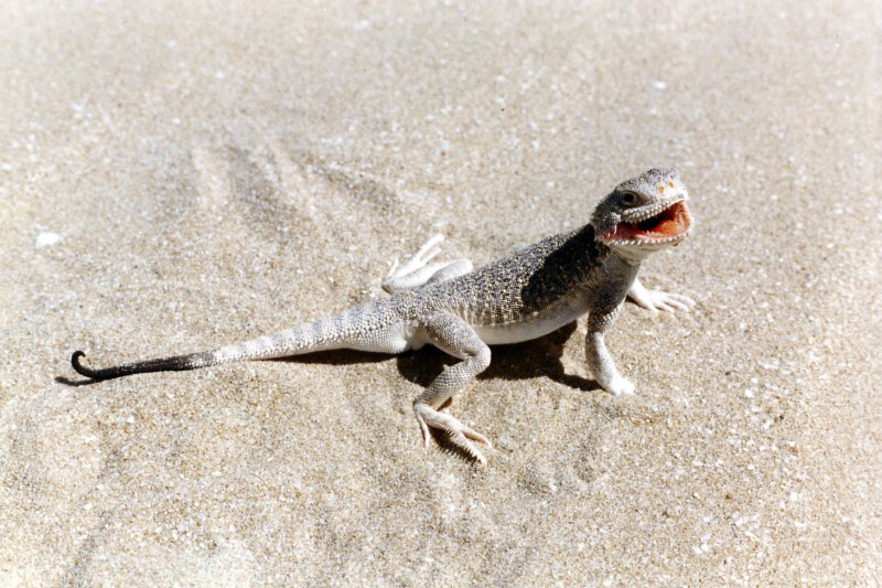 Круглоголовка-вертихвостка Phrynocephalus guttatus