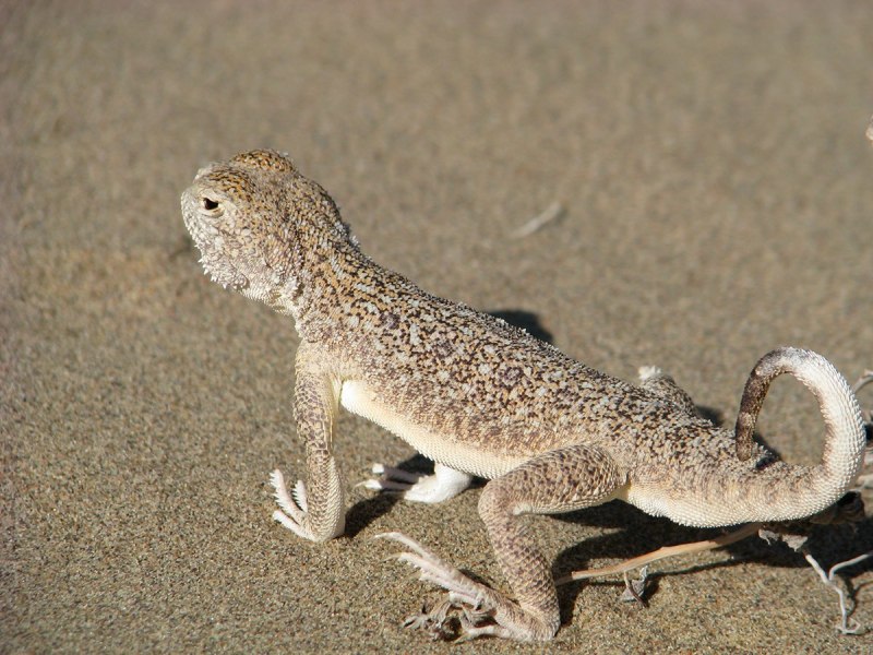 Круглоголовка-вертихвостка Phrynocephalus guttatus