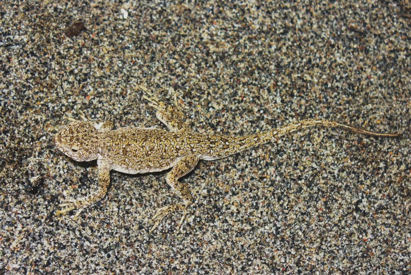 Phrynocephalus helioscopus Такырная круглоголовка