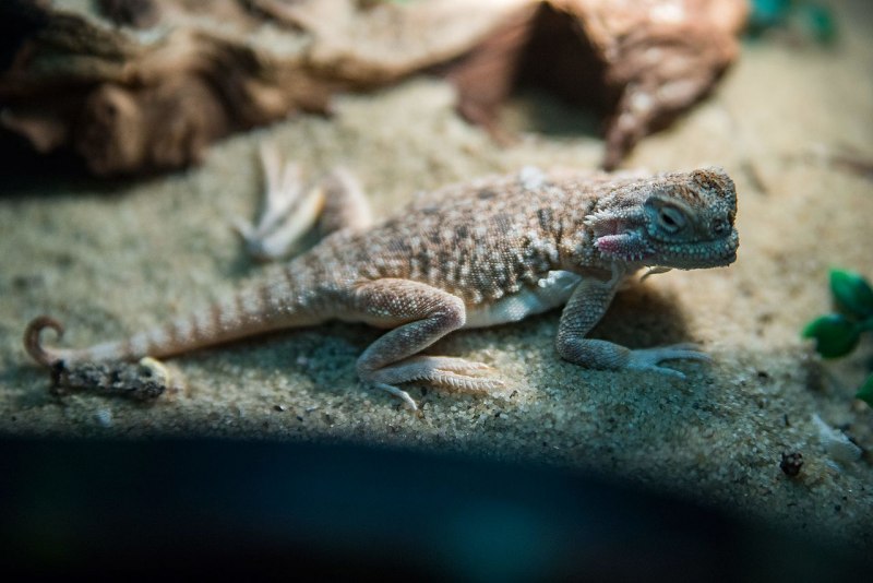 Песчаная круглоголовка Phrynocephalus interscapularis