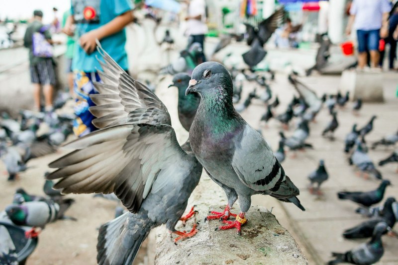 Frillback Pigeon
