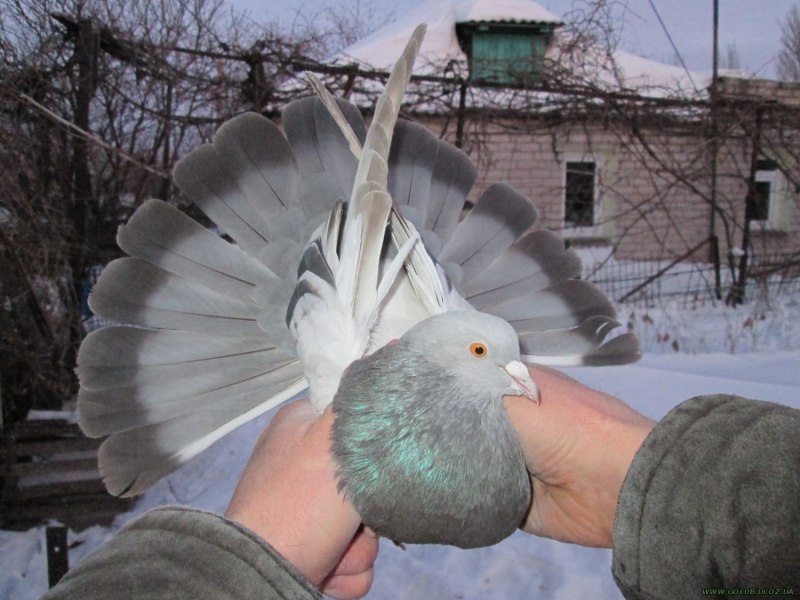 Породистые голуби