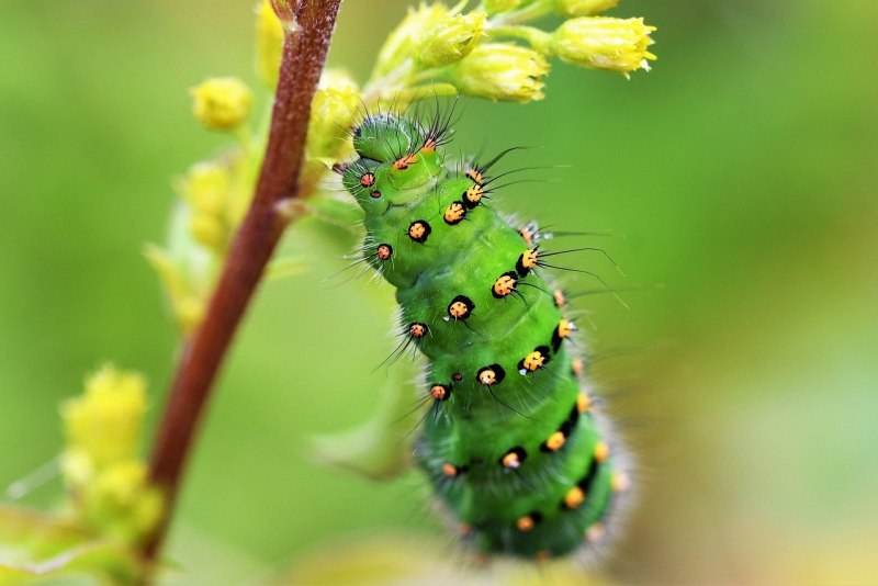 Коричневый Caterpillar гусеница