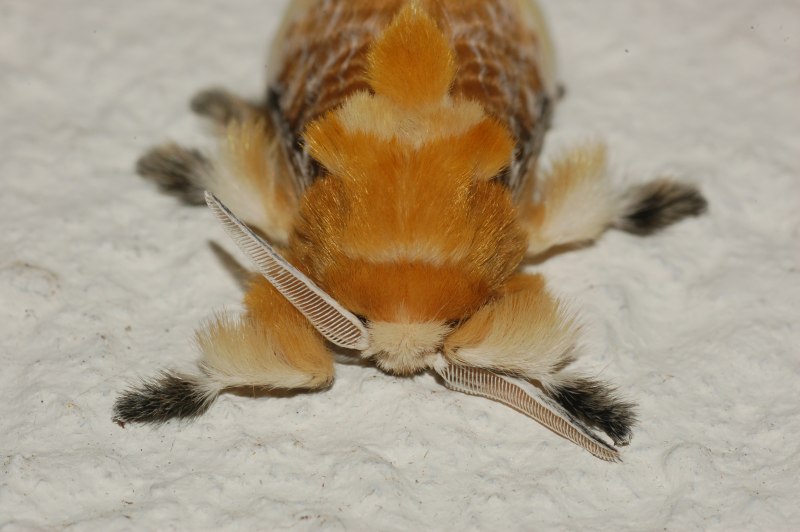 Megalopyge opercularis яйца