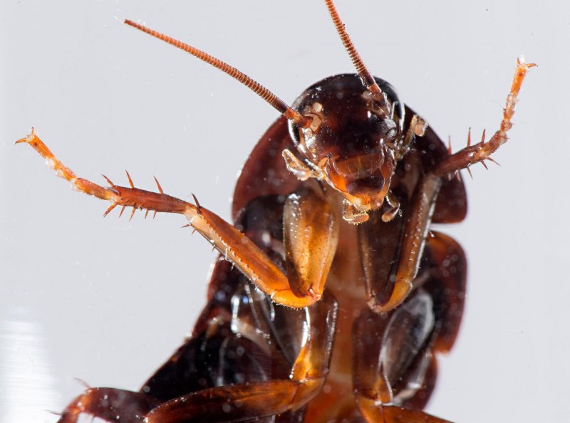 Megaloblatta blaberoides