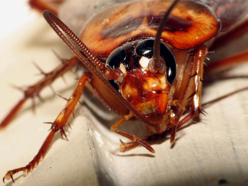 Blatta orientalis l.