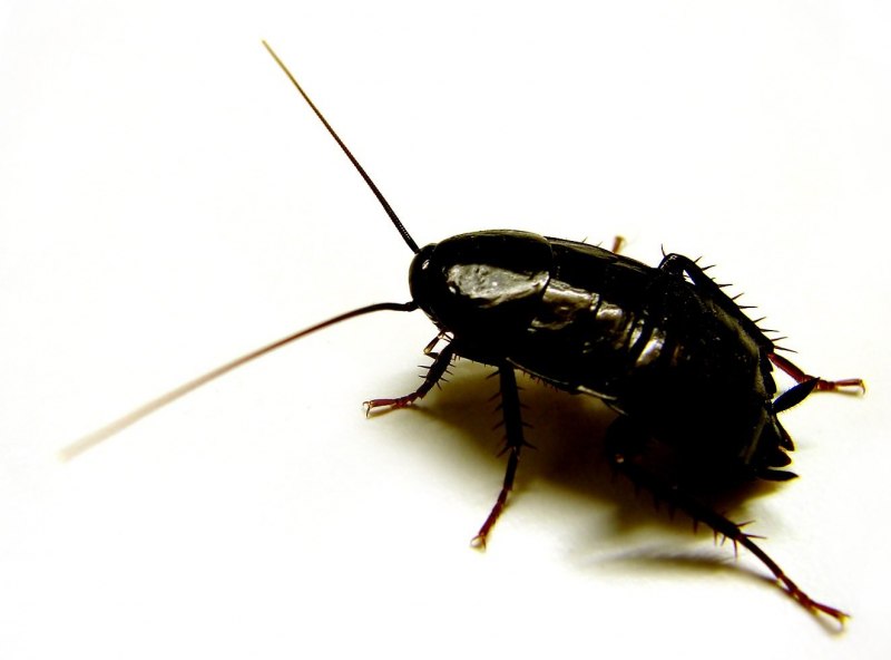 Восточные тараканы Blatta orientalis