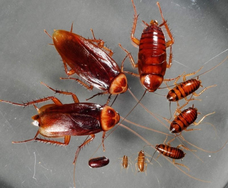 Blatta orientalis таракан