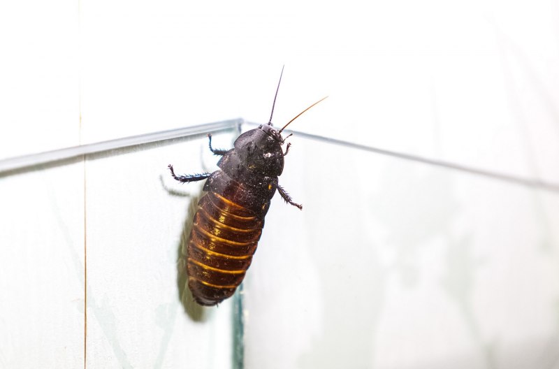 Gromphadorhina
