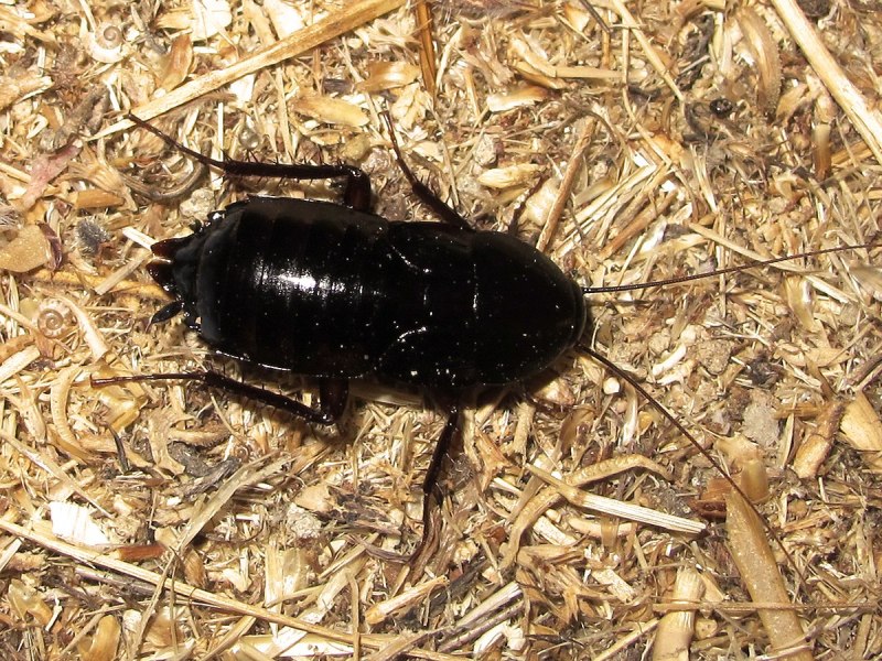 Blatta orientalis таракан самка