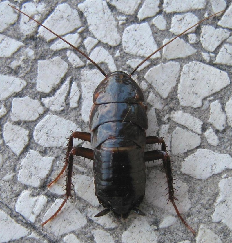 Blatta orientalis таракан