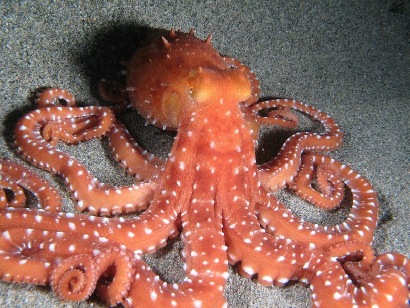 Членистоногие морепродукты