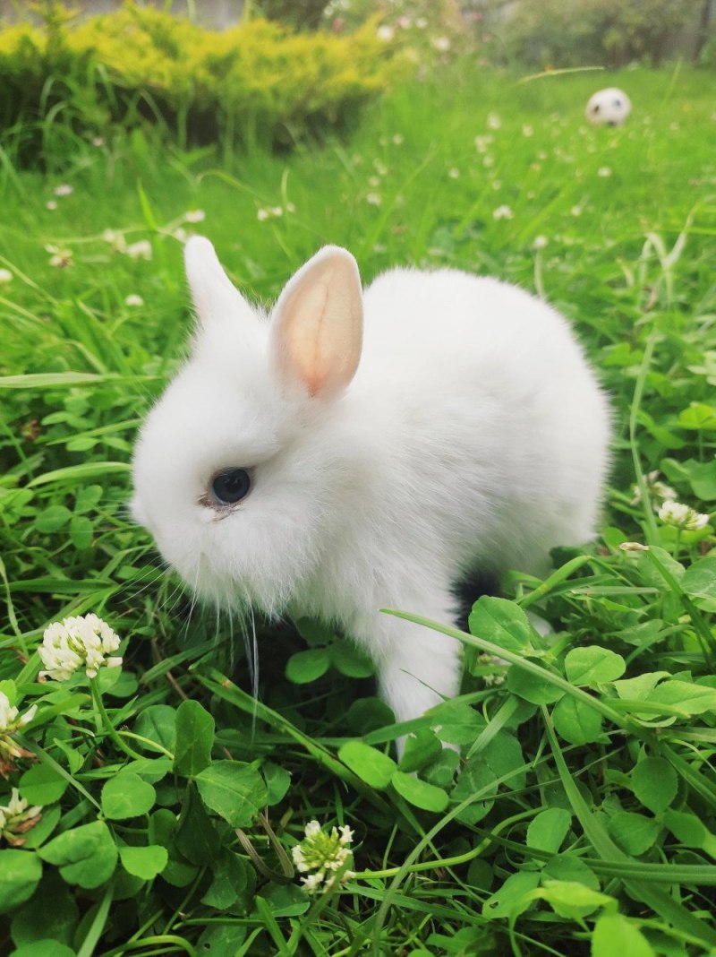 Короткошерстный кролик (62 фото)