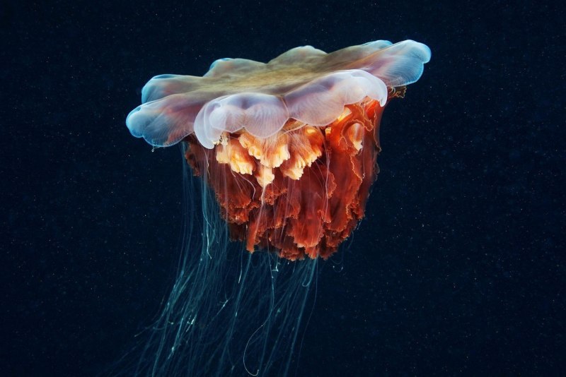 Chrysaora Achlyos