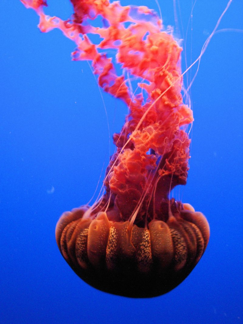 Chrysaora Achlyos