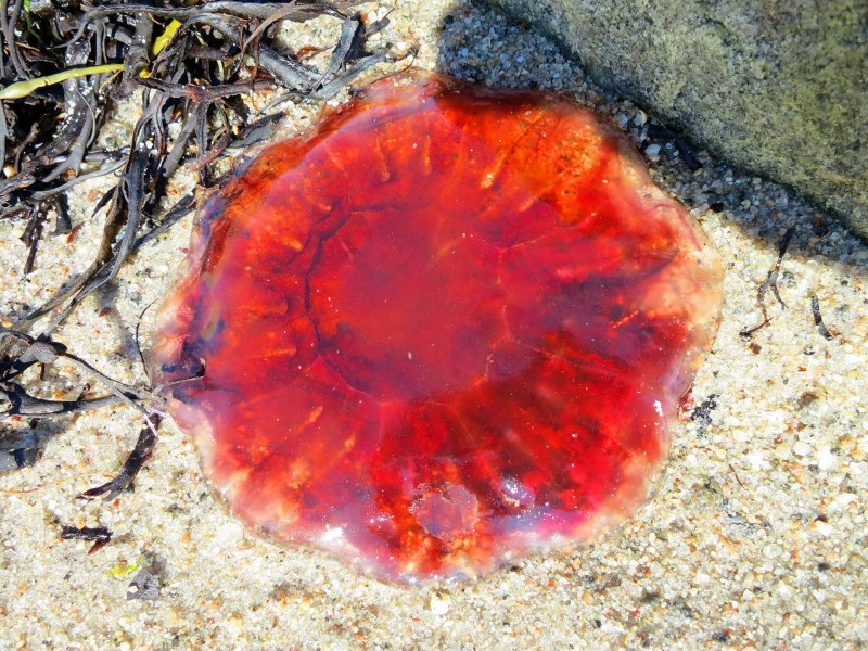 Медузы красного моря