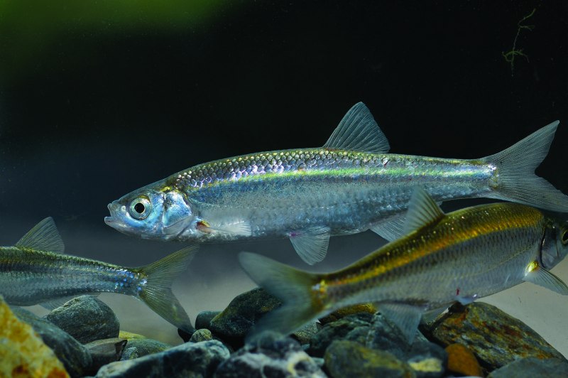 Уклейка Alburnus Alburnus