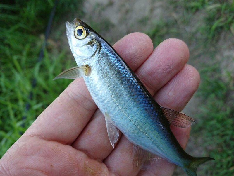 Уклейка Alburnus Alburnus