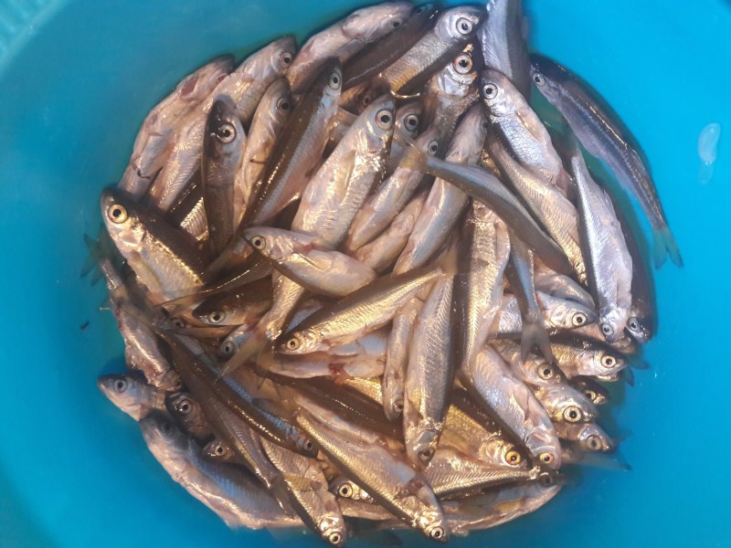 Башклейка рыба