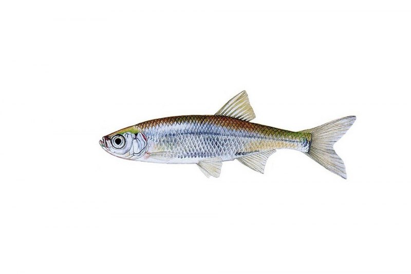 Верховка Leucaspius delineatus