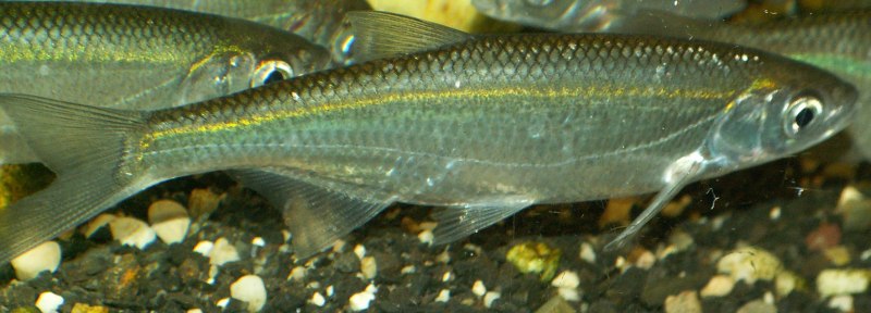 Уклейка Alburnus Alburnus