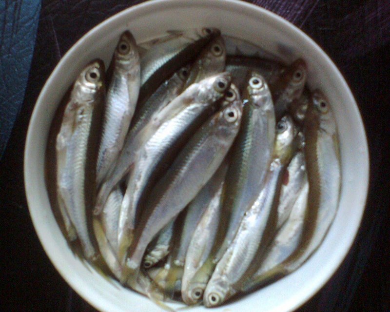 Себель рыба