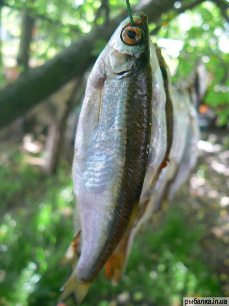 Быстрянка - Alburnoides bipunctatus