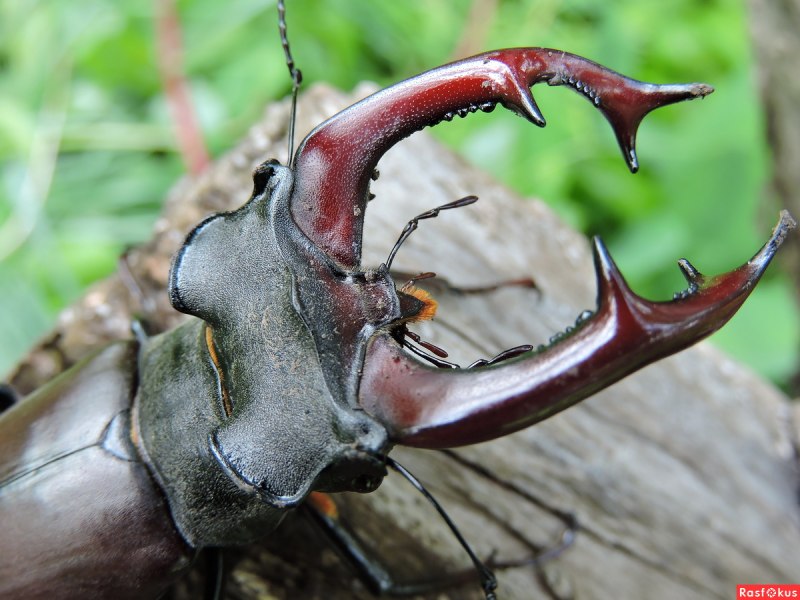 Agapanthia cardui