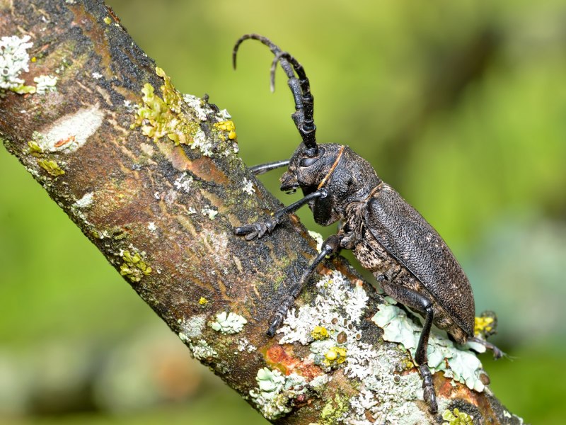 Жук усач Monochamus