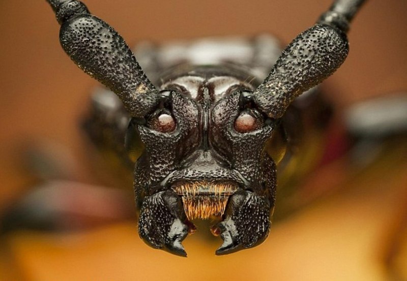 Жук Stag Beetle