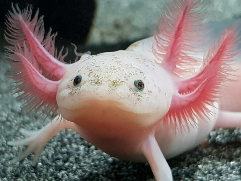 Водяная ящерица(Intellagama lesueurii)