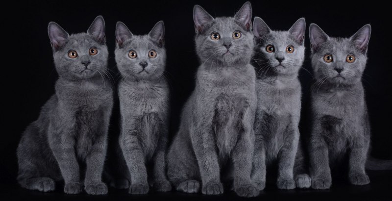 Шартрез котенок