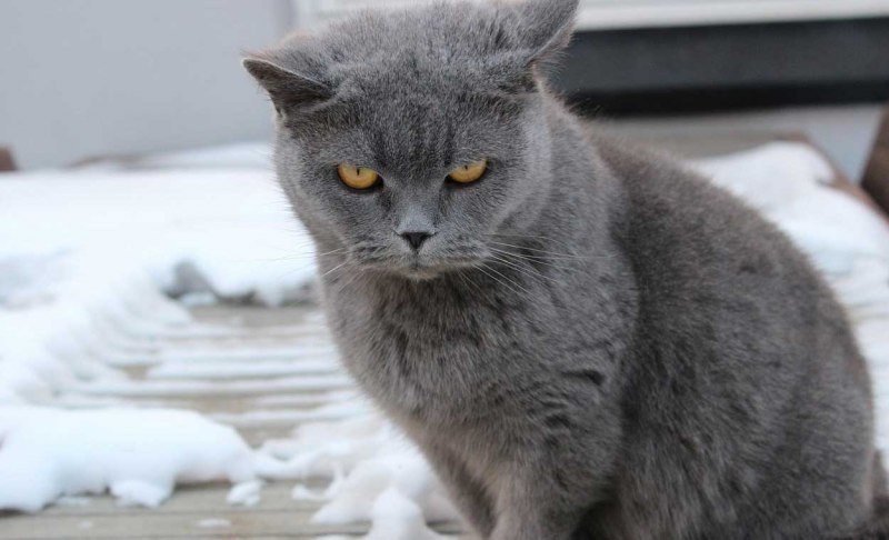 Шартрез кошка