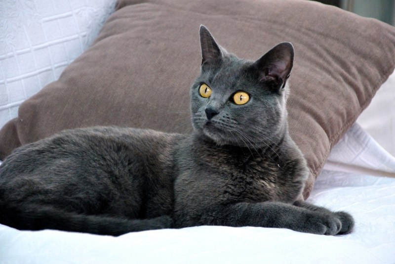 Шартрез кошка