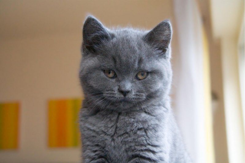 Шартрез кошка