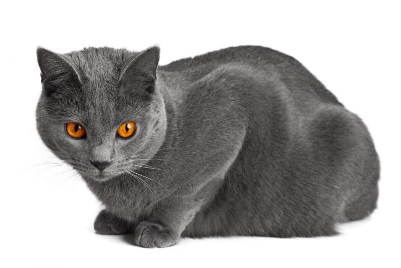Картезианская кошка британец