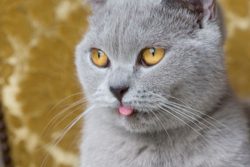 Кот французский шартрез