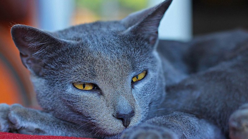 Кошки породы шартрез