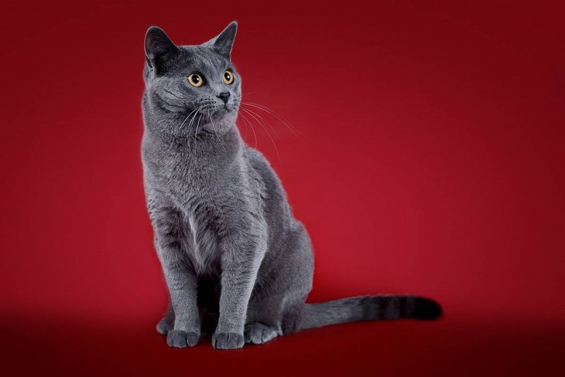 Шартрез кот