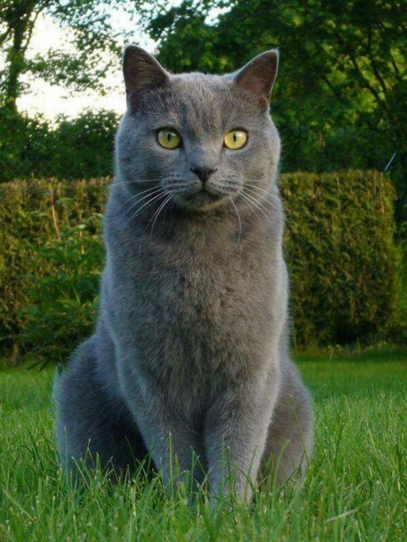 Шартрез котенок