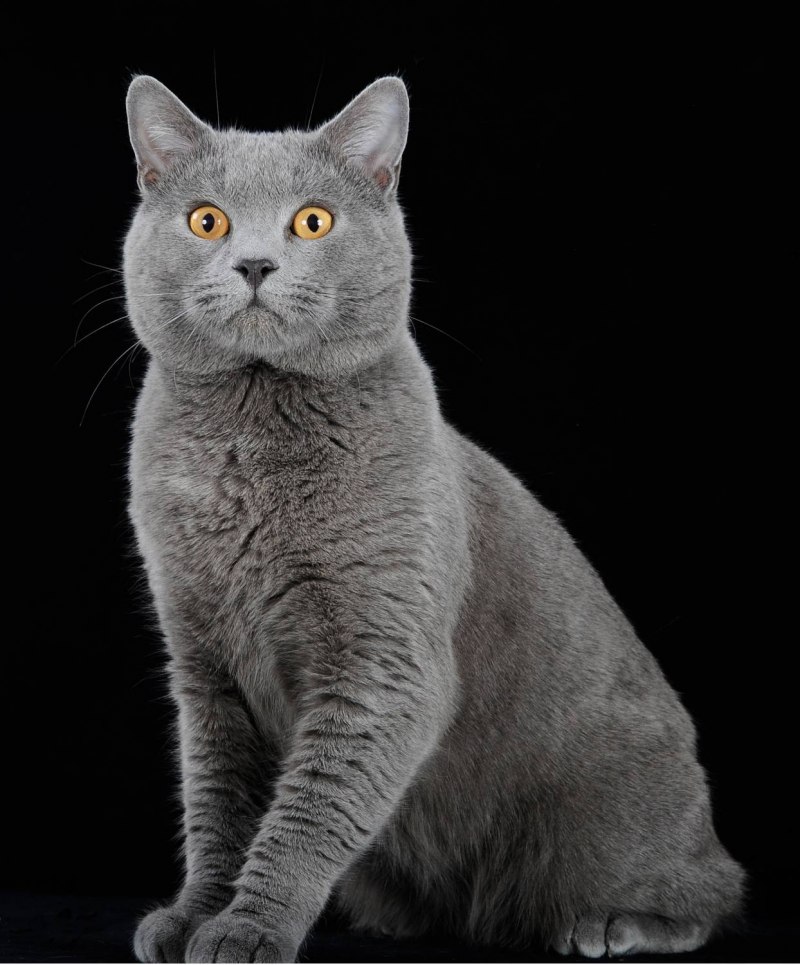 Картезианская кошка шартрез