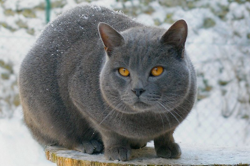 Корат шартрез Картезианская кошка