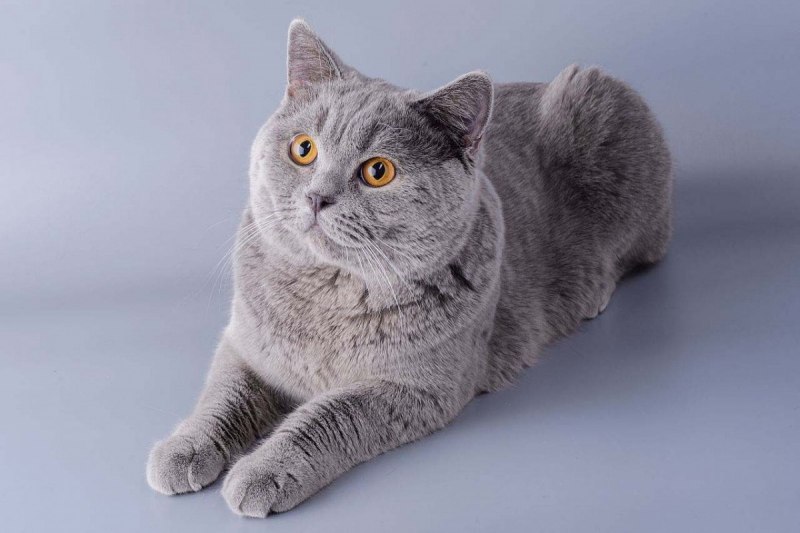 Шартрез кошка