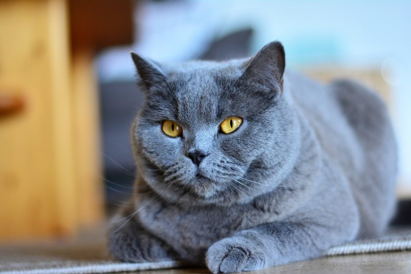 Кот породы шартрез