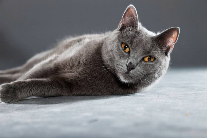 Кошки породы шартрез