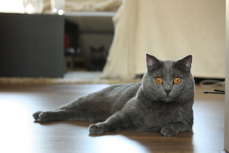 Шартрез кошка