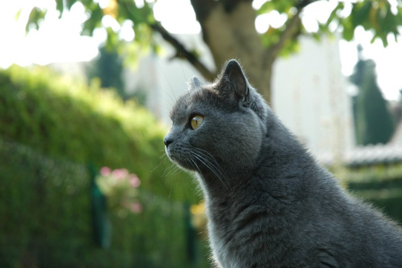 Кошки породы шартрез