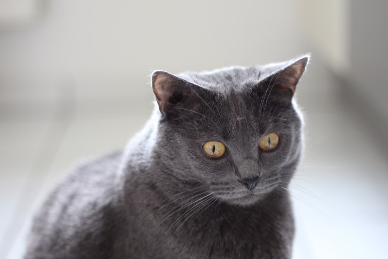 Шартрез кошка