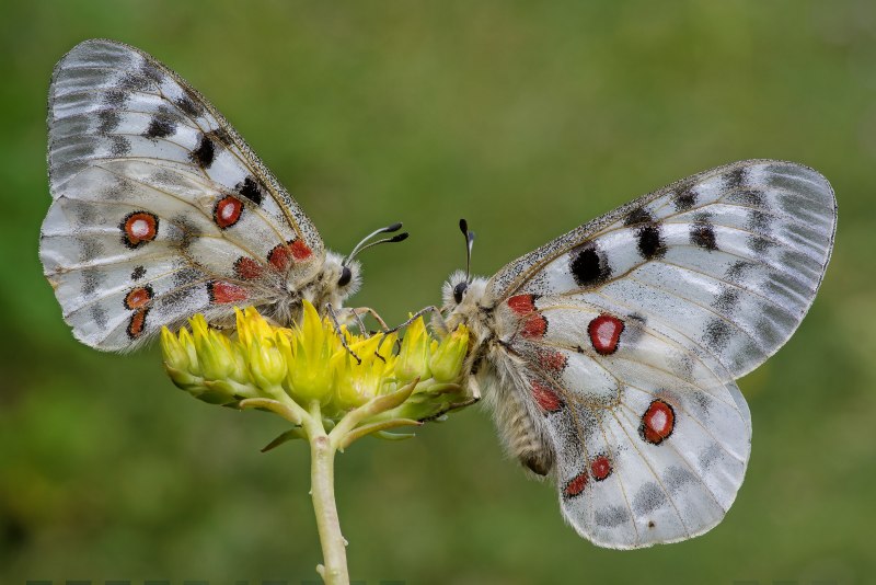 Аполлон обыкновенный (Parnassius Apollo)