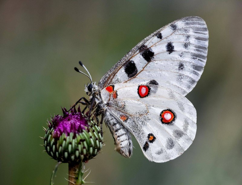 Аполлон обыкновенный (Parnassius Apollo)